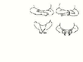 Padmasana legs