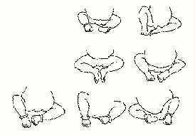 Utkutasana legs