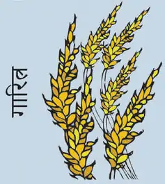 Grains