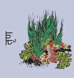 Grasses