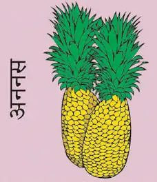 Pineapple