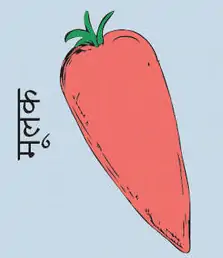 Radish