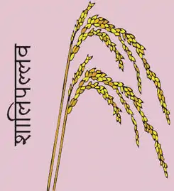 Rice sprig