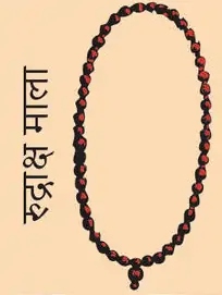 Rudraksha