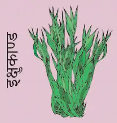 Sugarcane